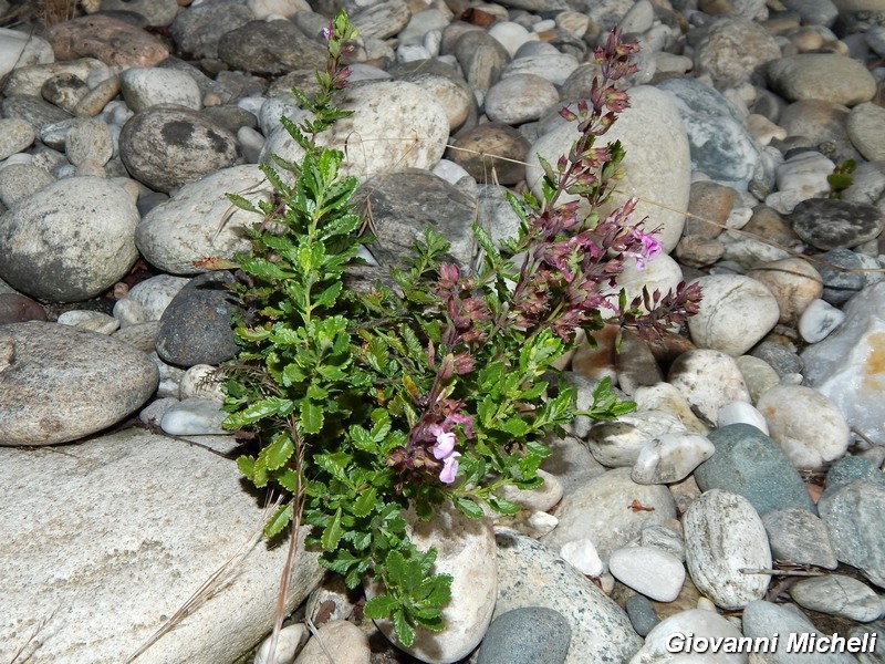 Teucrium chamaedrys